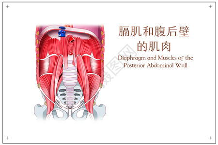 膈肌和腹后壁的肌肉医疗插画高清图片