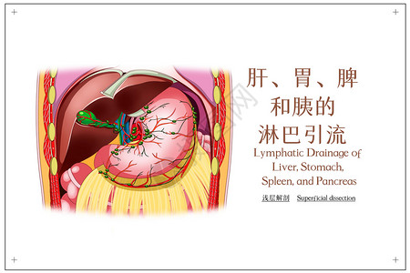 肝胃脾和胰的淋巴引流浅层解剖医疗插画背景图片
