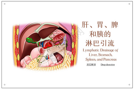 腋下淋巴肝胃脾和胰的淋巴引流深层解剖医疗插画插画