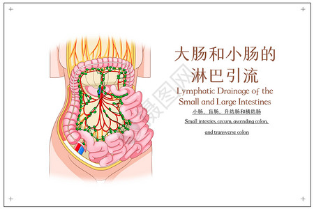 大肠和小肠的淋巴引流小肠盲肠升结肠横结肠医疗插画高清图片