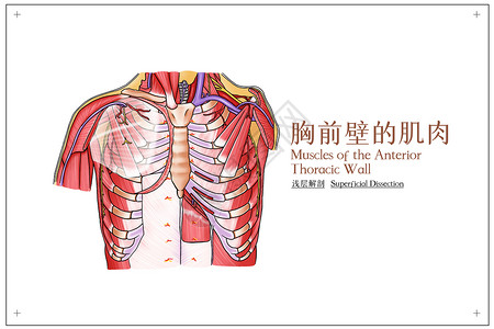 胸前壁的肌肉浅层解剖医疗插画高清图片