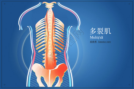 核裂多裂肌前面观医疗插画插画