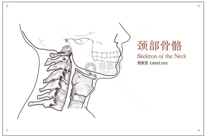 颈部骨骼侧面观医疗插画图片