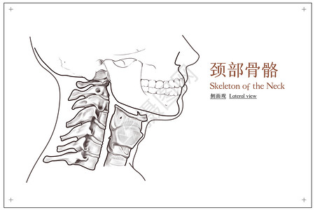 颈部骨骼侧面观医疗插画高清图片
