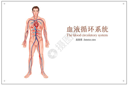 人体肌肉系统血液循环系统医疗插画插画