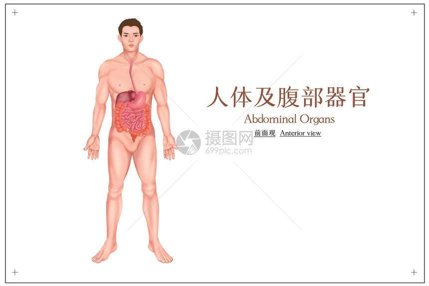 人体消化系统器官医疗插画图片