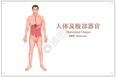胃部疼痛人体消化系统器官医疗插画插画