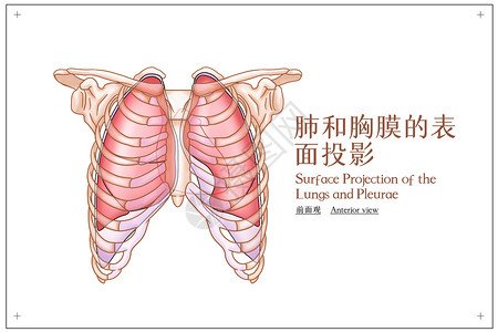 肺部内侧位观肺和胸膜的表面投影前面观医疗插画插画