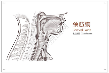 颈部颈筋膜失状断面医疗插画高清图片