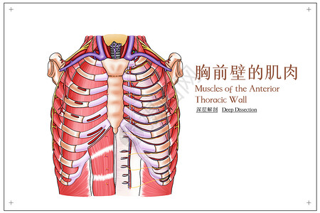 胸前壁的肌肉深层解剖医疗插画图片