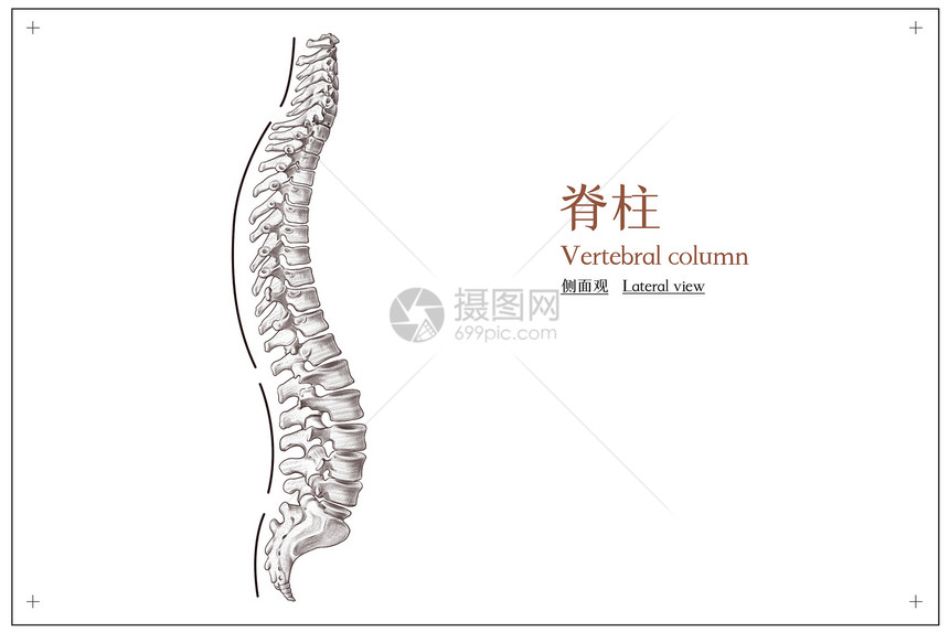 脊柱侧面观医疗插画图片