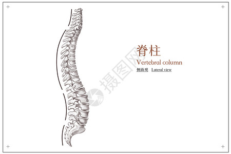 脊柱侧面观医疗插画高清图片