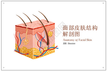 神经阻滞面部皮肤结构解剖图插画