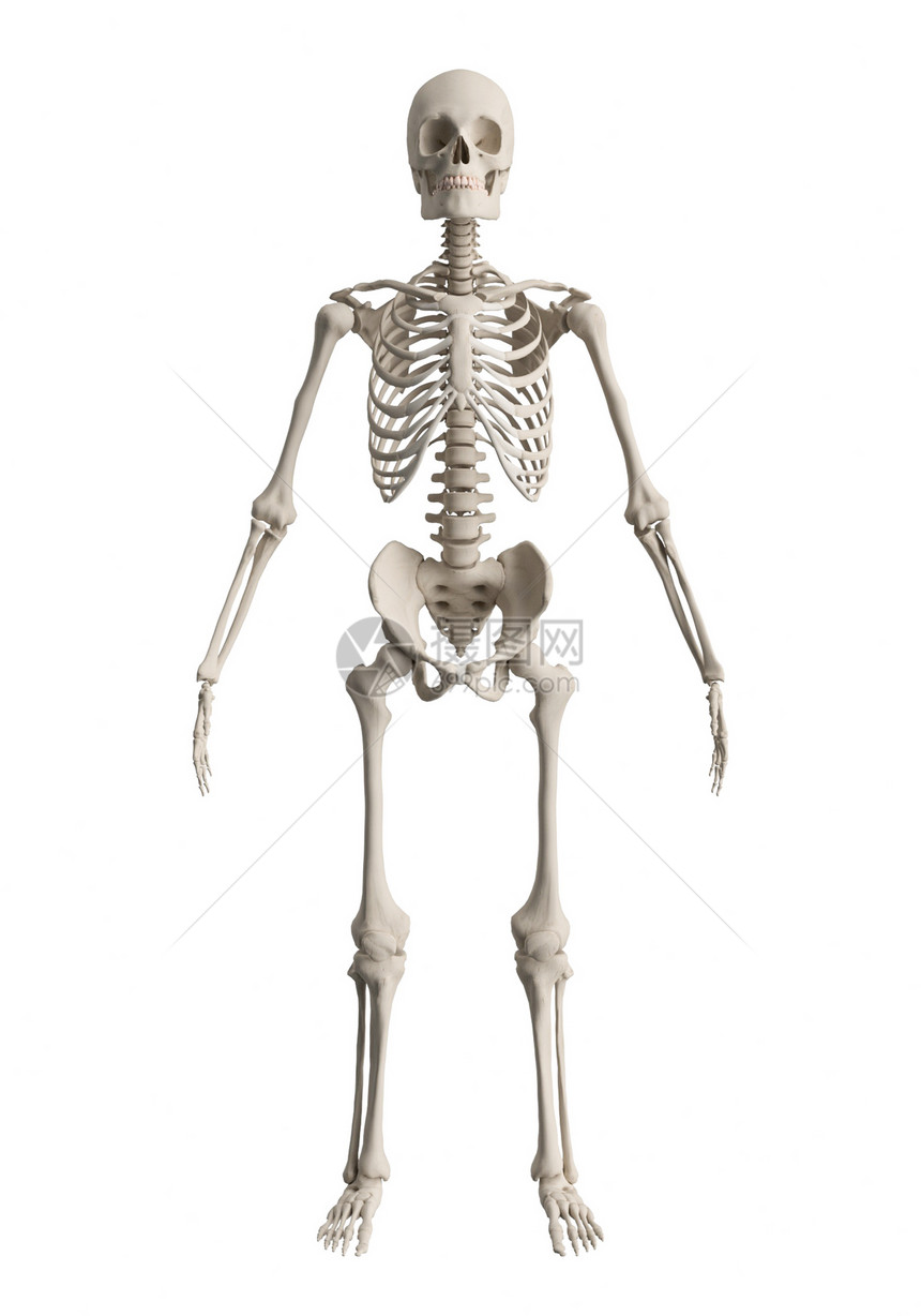 3D人体骨骼图片