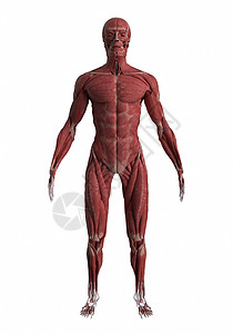 3D人体模型高清图片