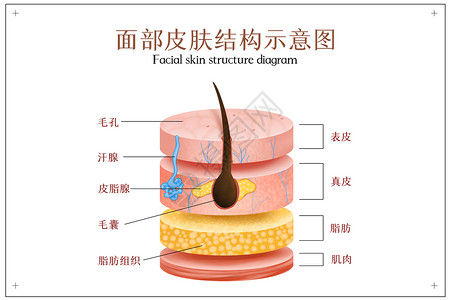 毛囊检测皮肤结构分层示意图插画