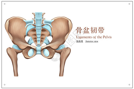 女性骨盆骨盆韧带前面观医疗插画插画