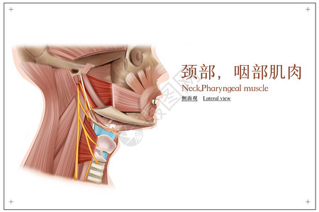 颈部肌肉颈部咽部肌肉侧面观医疗插画插画