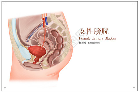 骨盆肌肉女性膀胱侧面观医疗插画插画