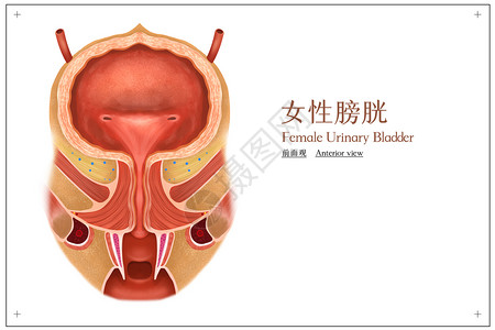 泌尿科女性膀胱前面观医疗插画插画