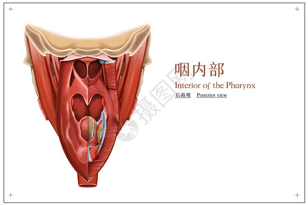 喉咙沙哑咽内部后面观医疗插画插画