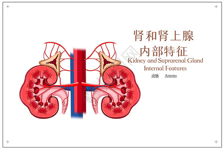 肾和肾上腺内部特征动脉插画背景图片