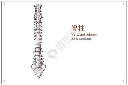 脊椎按摩师脊柱前面观医疗插画插画