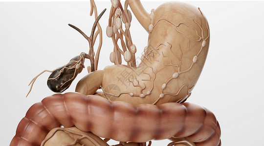 人体解剖模型消化器官淋巴特写设计图片