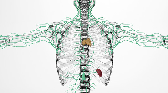 肋骨痛人体淋巴脾脏场景设计图片