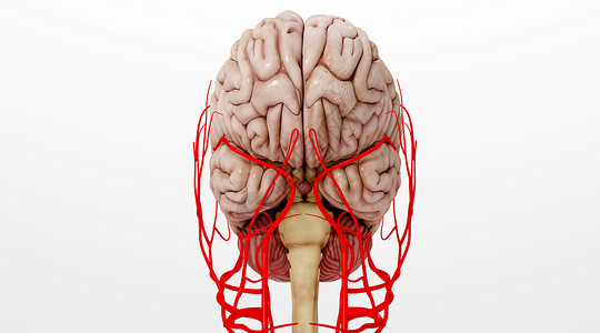 大脑血管人体脑血管场景设计图片