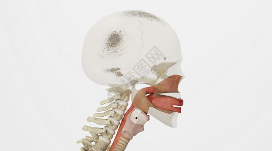 咽口水人体呼吸系统场景设计图片
