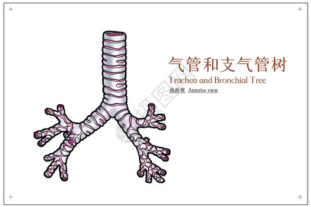 肺部内侧位观气管和支气管树前面观医疗插画插画