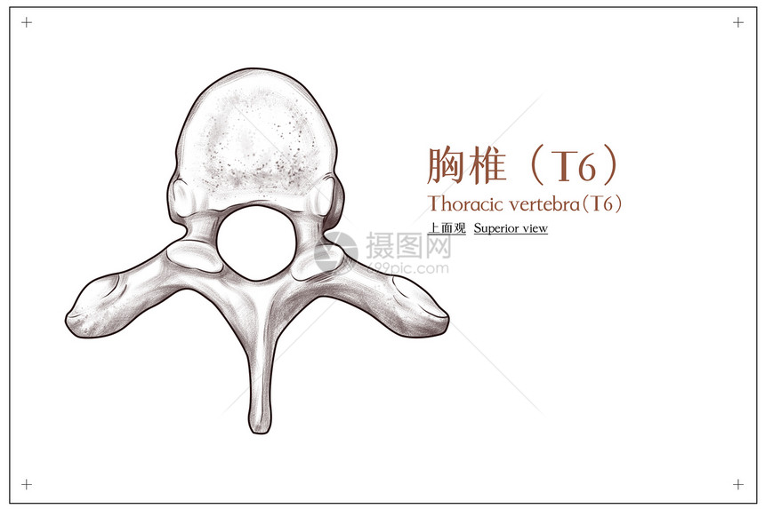 胸椎（T6）上面观医疗插画图片