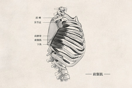 上后锯肌人体胸部肌肉组织插画