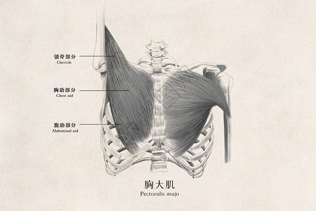 医用人体肌肉插画高清图片