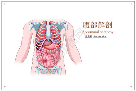 腹部解剖前面观医疗插画背景图片
