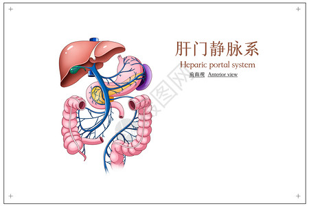 肝门静脉系前面观医疗插画高清图片