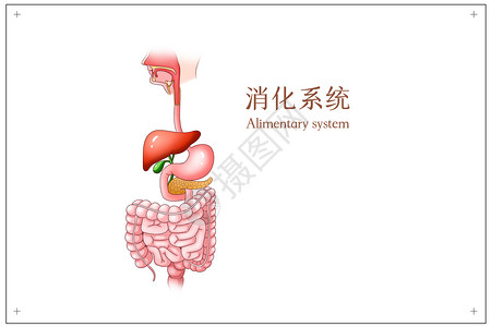 小肠吸收消化系统医疗插画插画