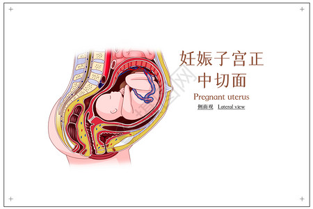 妊娠子宫正中切面侧面观医疗插画图片