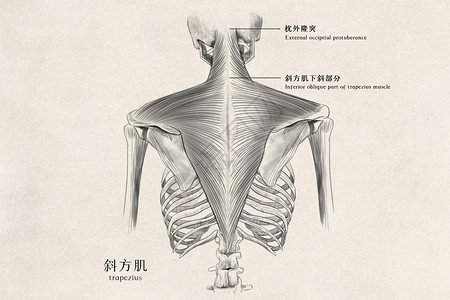 背部脊椎医用人体组织手绘插画插画