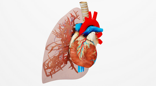气管插管人体心肺场景设计图片