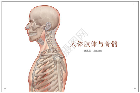 骷颅骨头人体肢体与骨骼侧面观医疗插画插画
