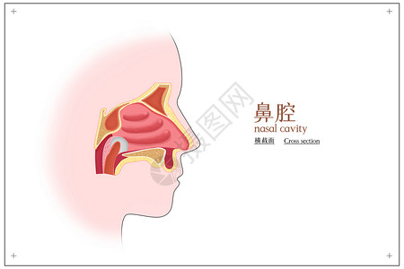 鼻腔横截面医疗插画背景图片