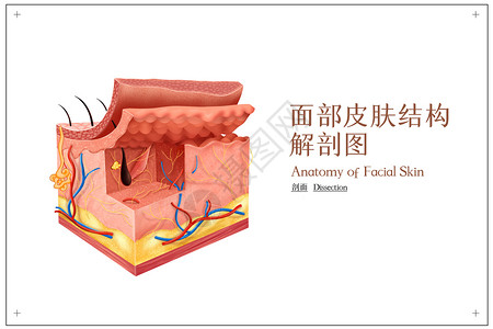 人体皮肤解剖图面部皮肤结构解剖图插画