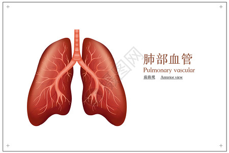 肺部血管图片