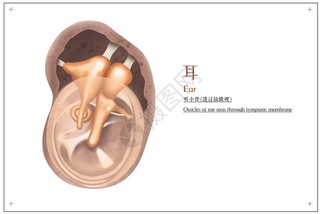 耳听小骨(透过鼓膜观)医疗插画图片