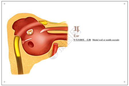 耳结构素材耳朵中耳内侧壁医疗插画插画