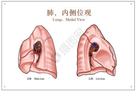 肺部内侧位观肺内侧位观医疗插画插画