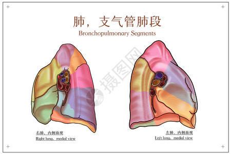 肺部内侧位观支气管肺段内侧面观医疗插画插画