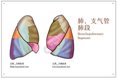 支气管肺段外侧面观医疗插画图片